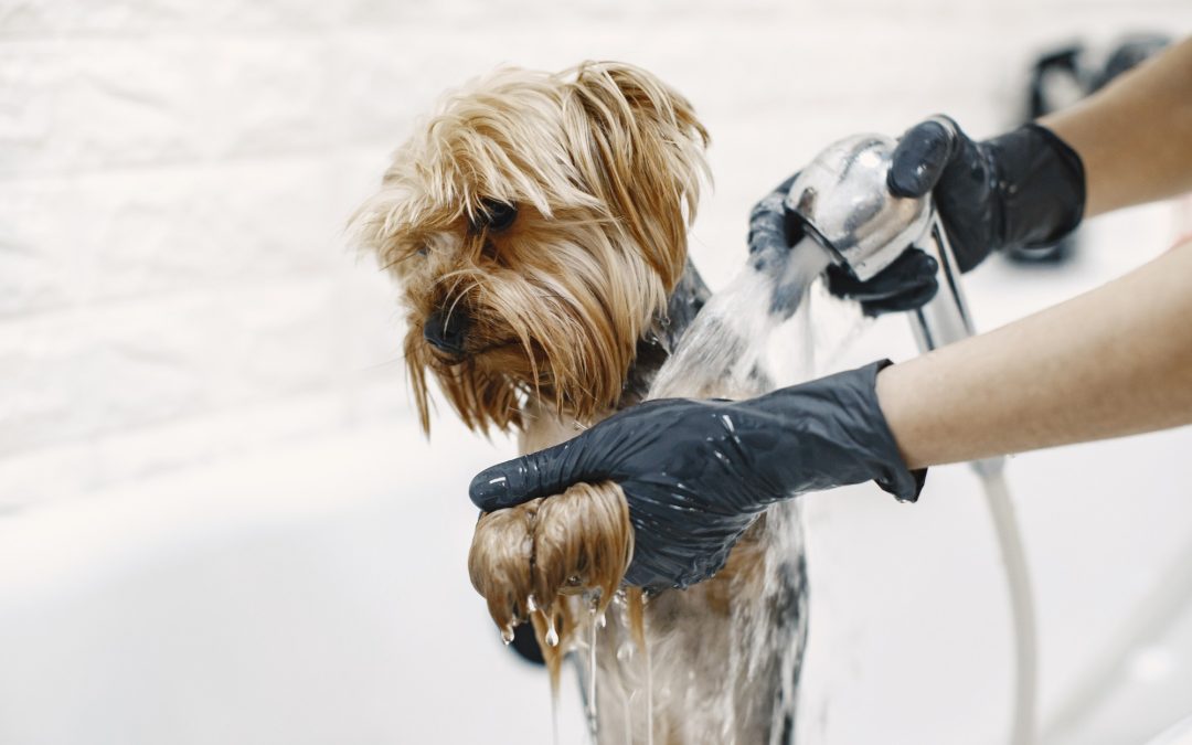 5 Ways to Find the Best Dog Groomer for Your Pet