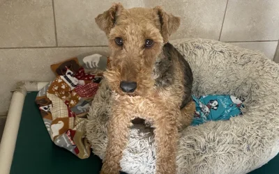 Traditional Kennels (Structured Boarding): A Reliable Choice for Many