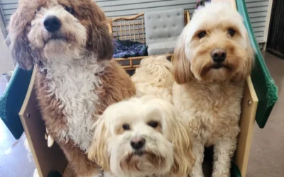 What to Look for When Visiting a Dog Boarding Facility