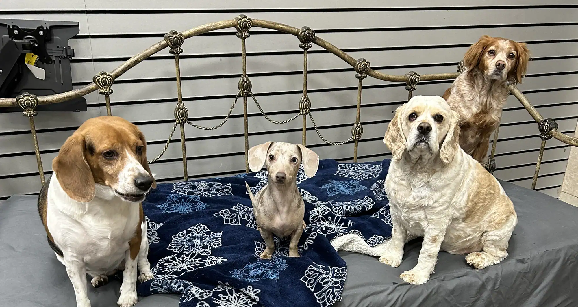 Dogs with memberships enjoying daycare