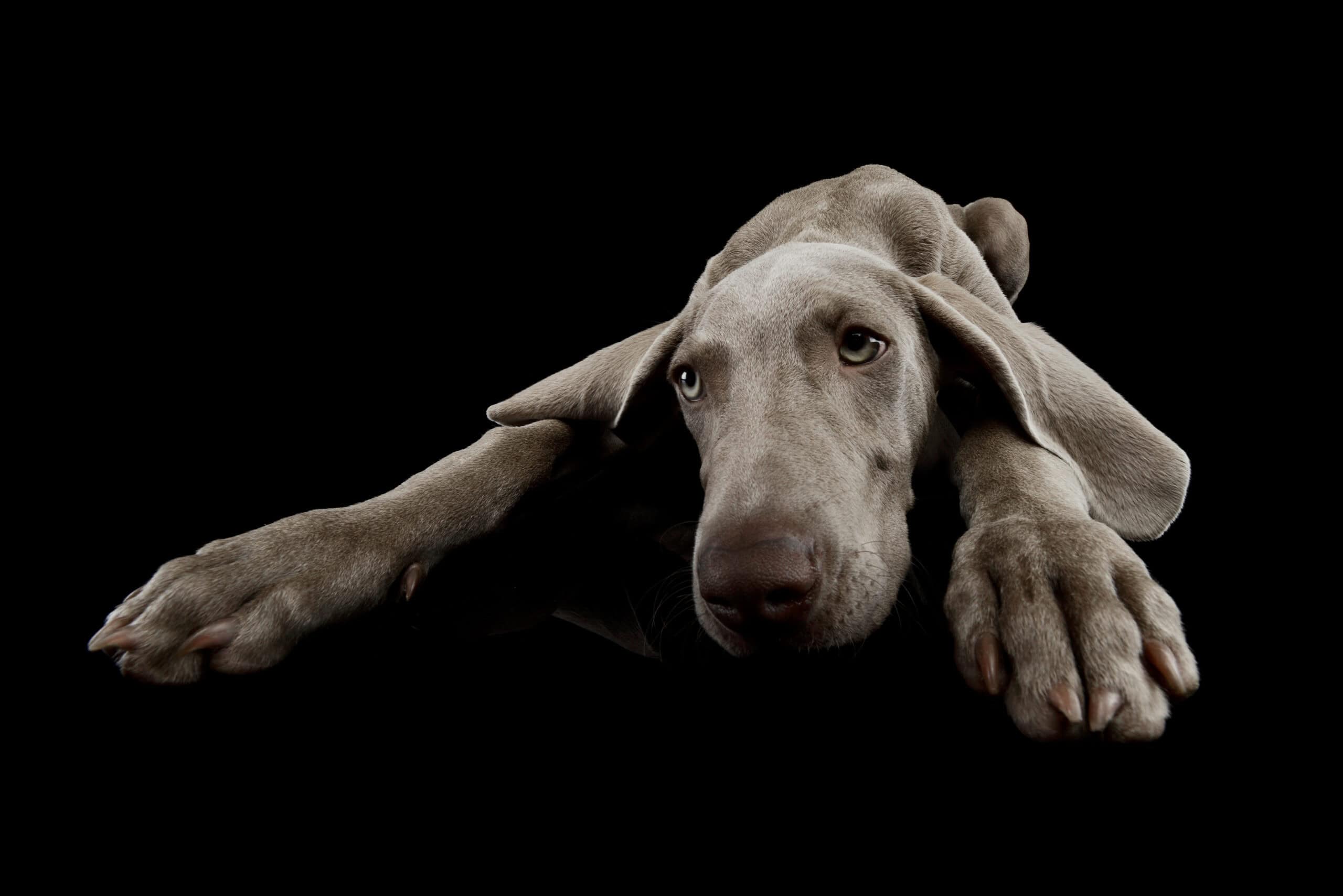 Dog relaxing in Daycare at Coddled Critters