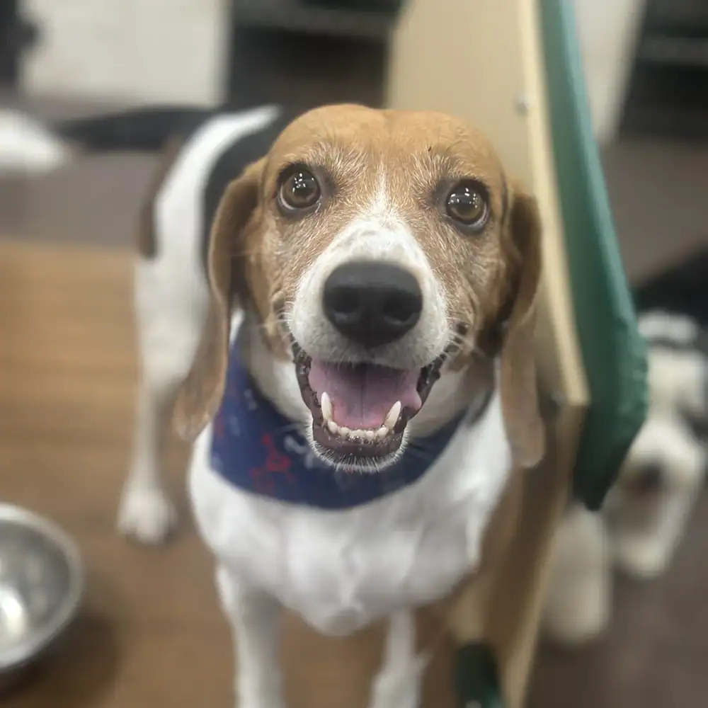 Beagle enjoying Dog Boarding at Coddled Critters