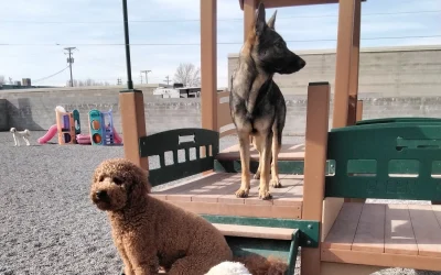 Understanding Your Dogs Needs Before Boarding