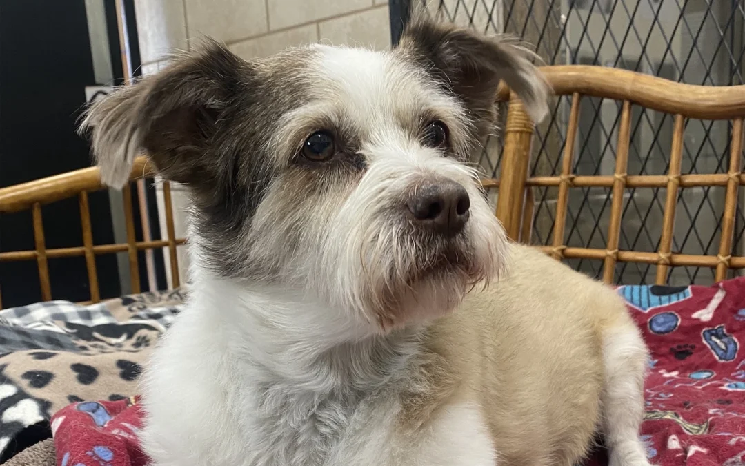 Luxury Dog Hotels: Pampering Your Pooch