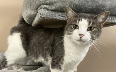 Preparing Your Pet for Boarding