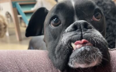 Senior Pets Deserve Luxury Too: Our Gentle Care Approach