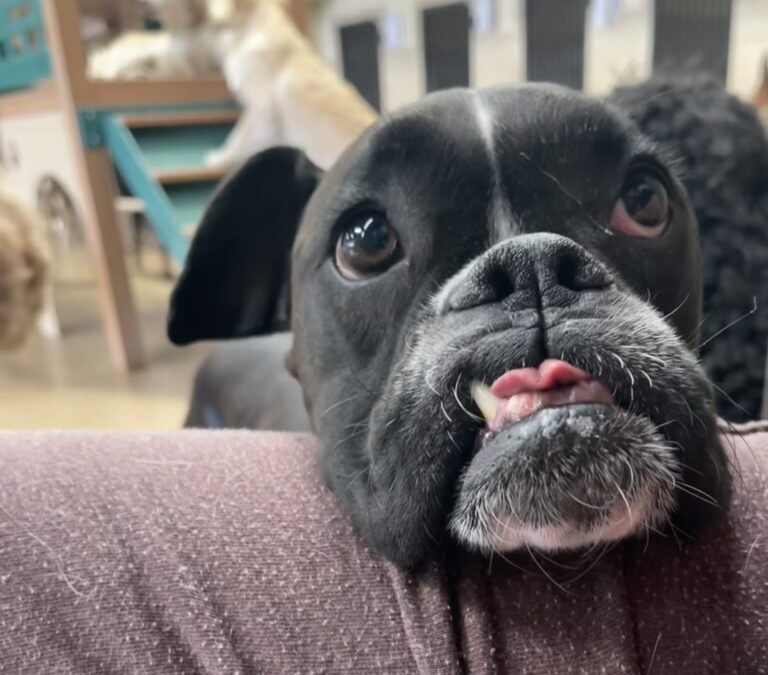 Senior Pets Deserve Luxury Too: Our Gentle Care Approach