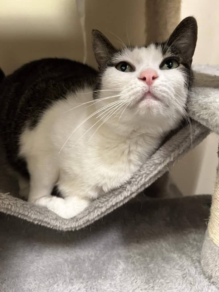 Kitty in Cat Boarding in North Salt Lake
