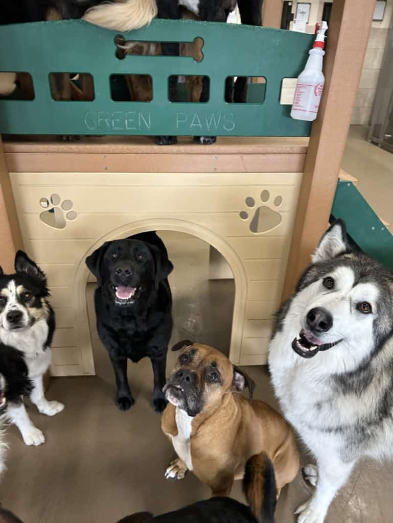 Dogs in dog boarding at coddled critters