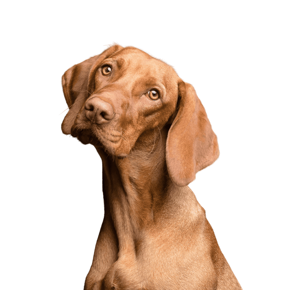 Premier Dog Boarding and Dog Daycare in North Salt Lake